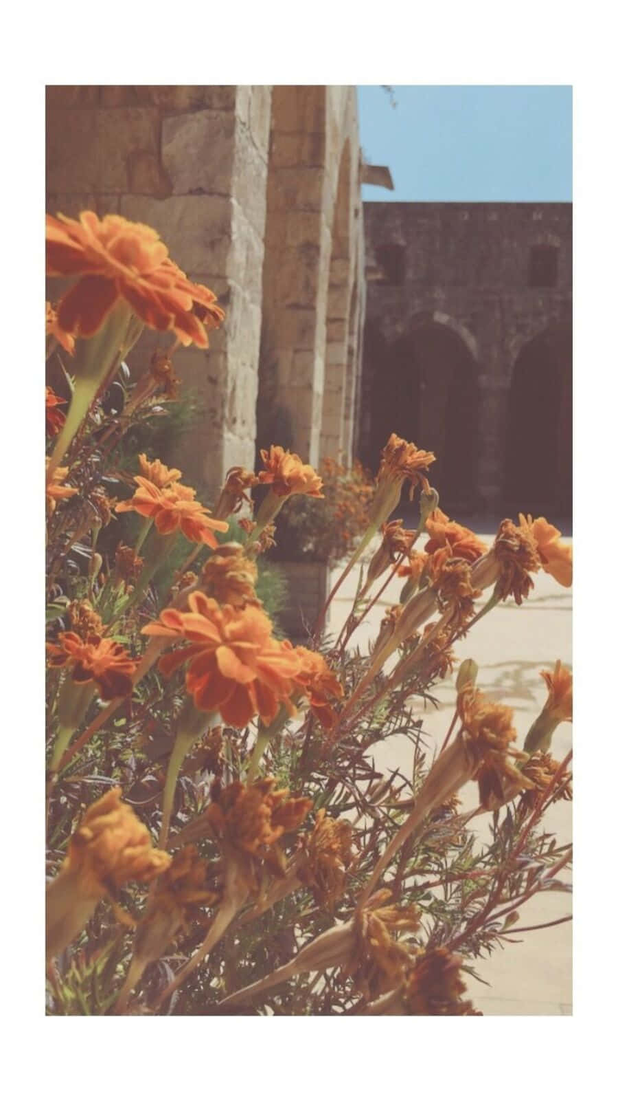 Vintage Orange Marigolds Architecture