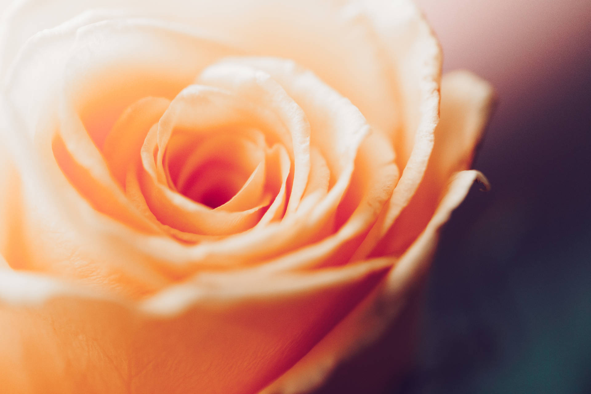 Vintage Peach Love Rose Hd Background