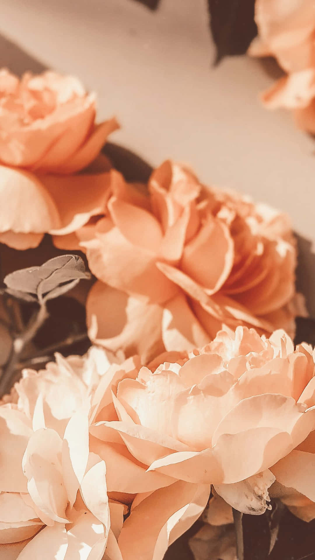 Vintage Peach Roses Petals Background