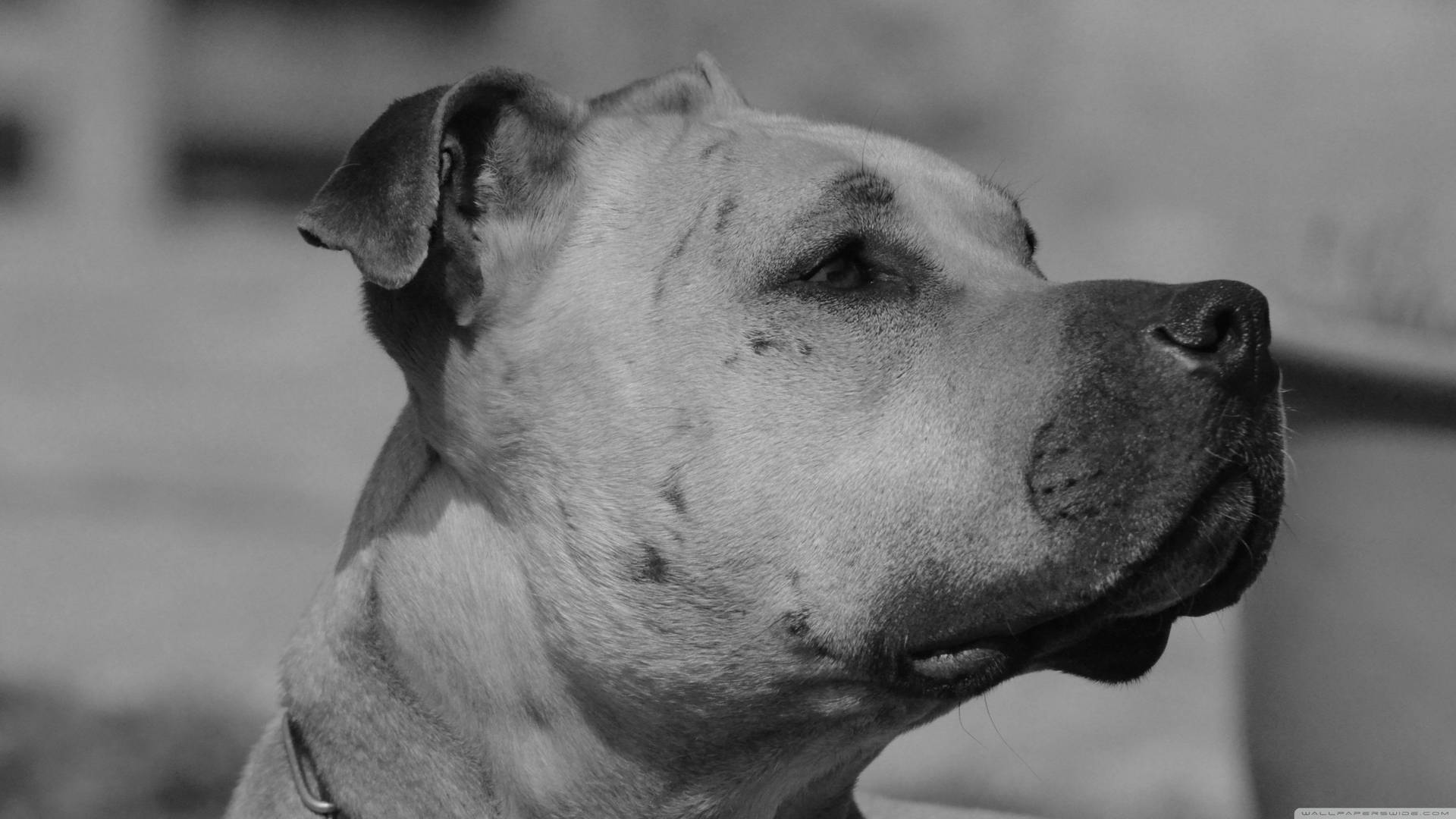 Vintage Photo Of Black And White Dog Background