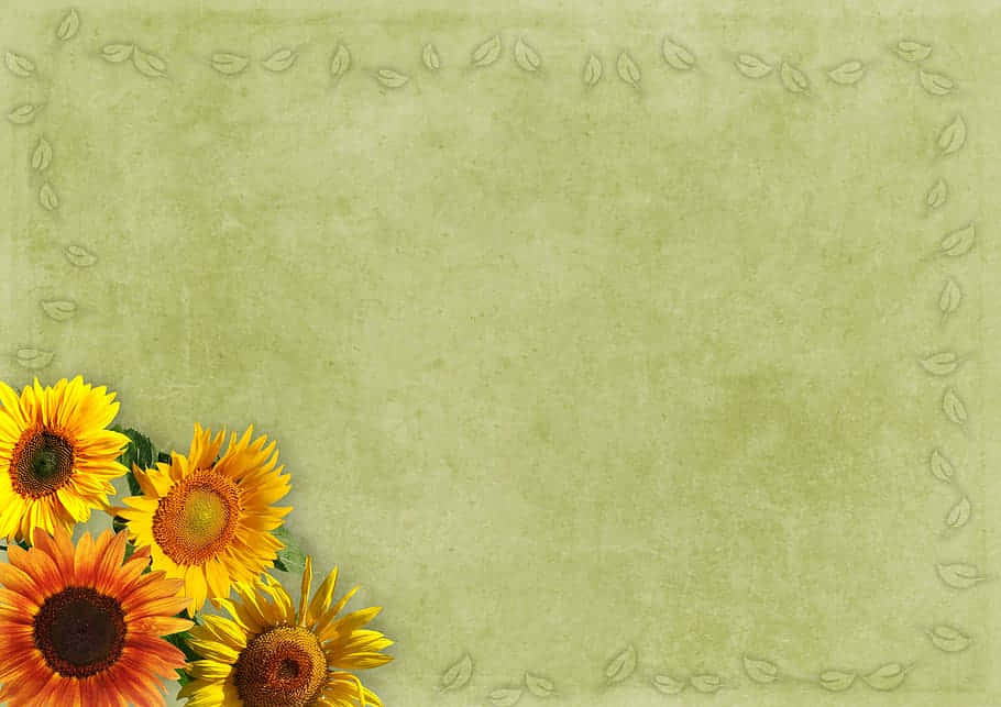 Vintage Sunflower Background Background
