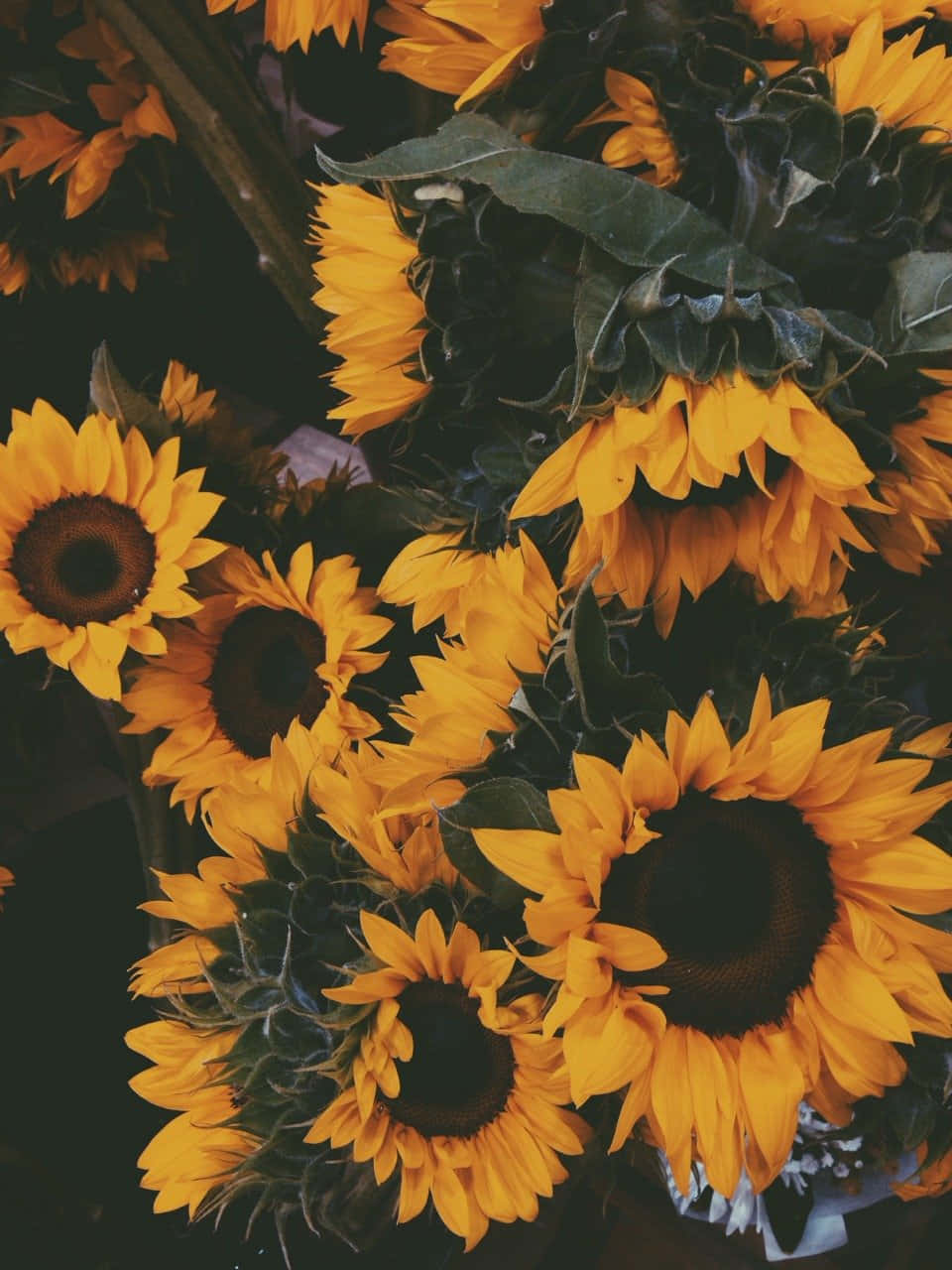 Vintage Sunflower Bouquet Dark Background Background