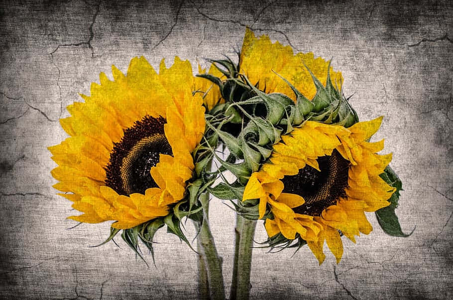Vintage Sunflower Bouquet Texture Background Background