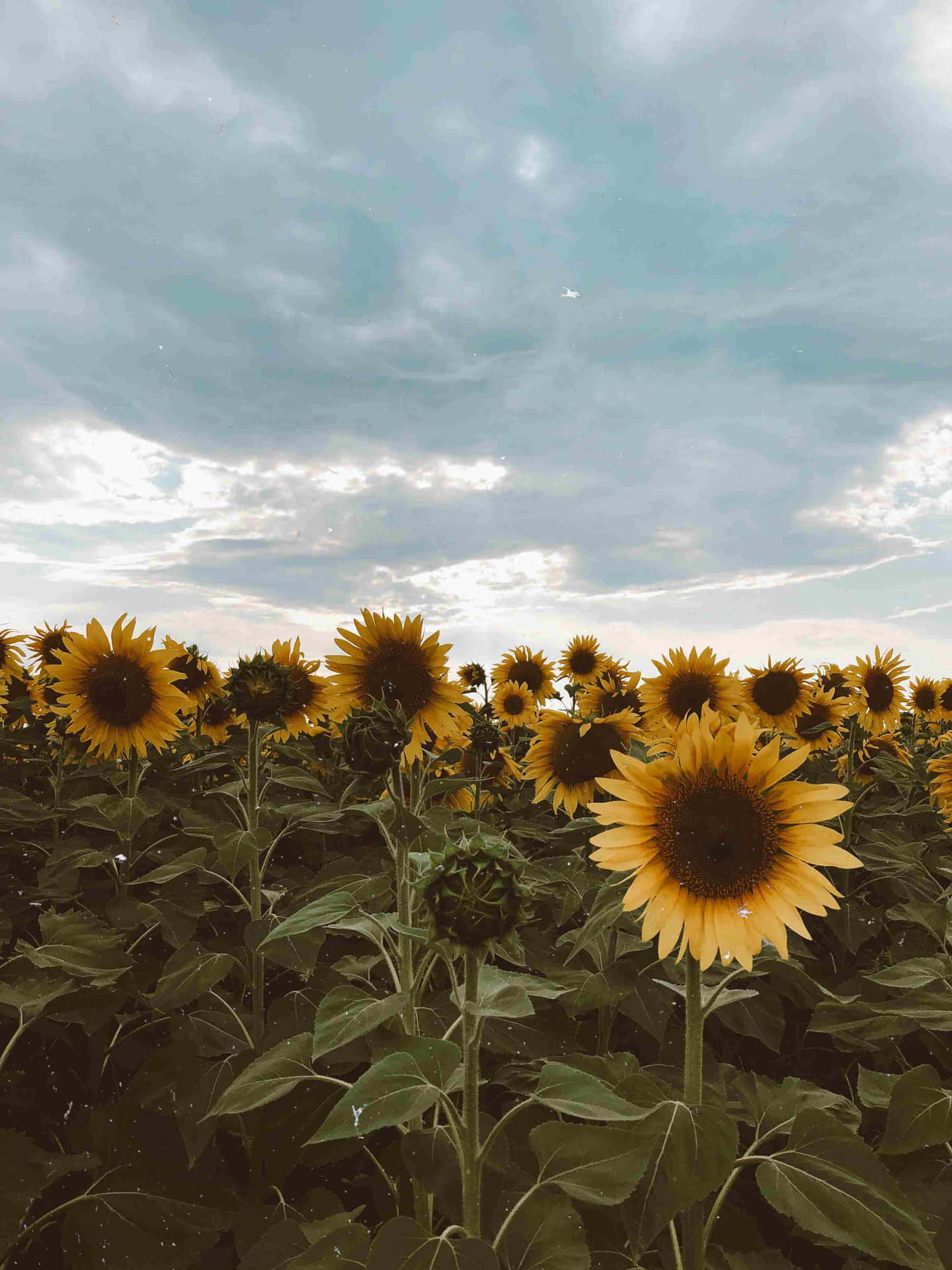 Vintage Sunflower Field Cloudy Sky Background