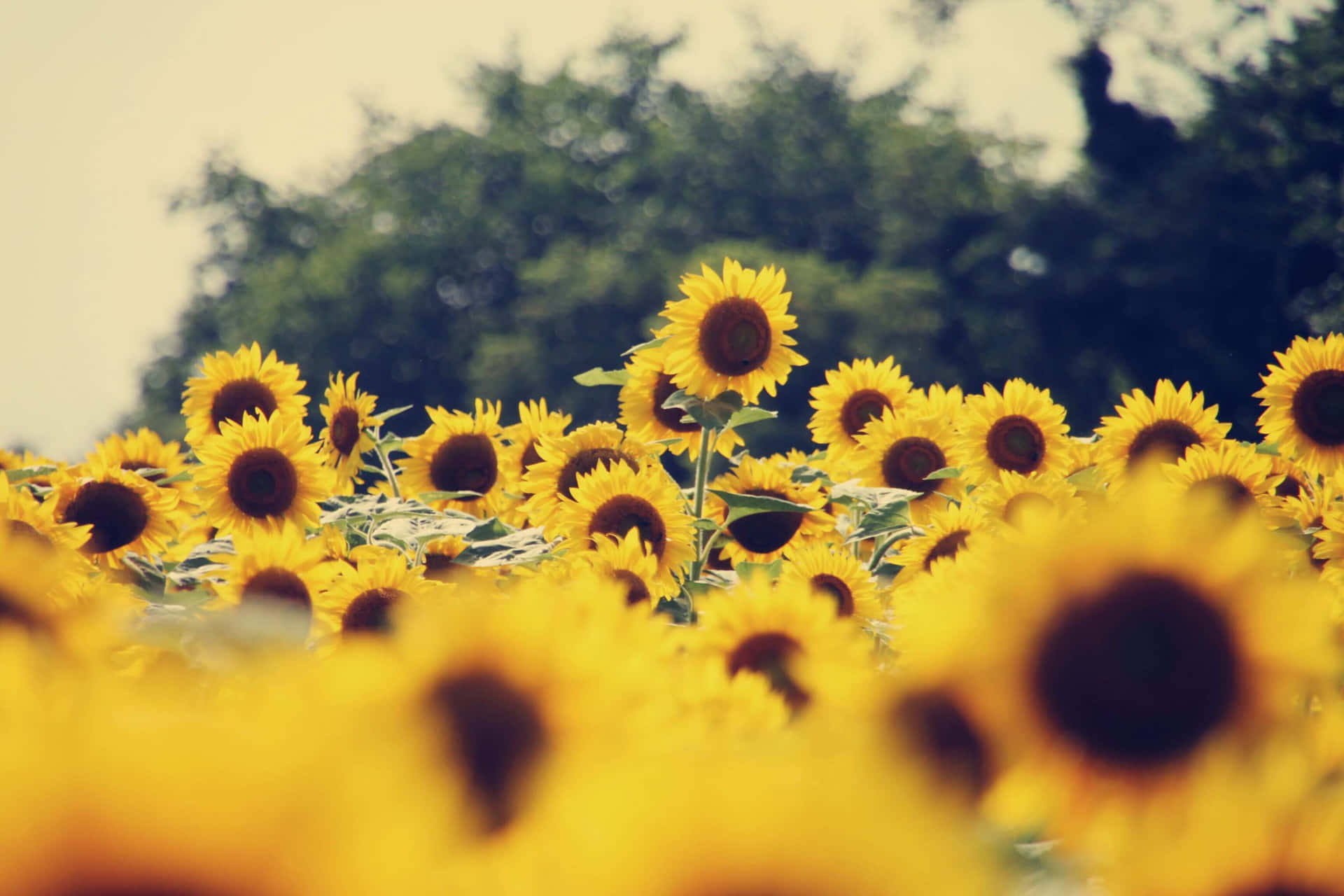 Vintage Sunflower Field Summer Glow Background