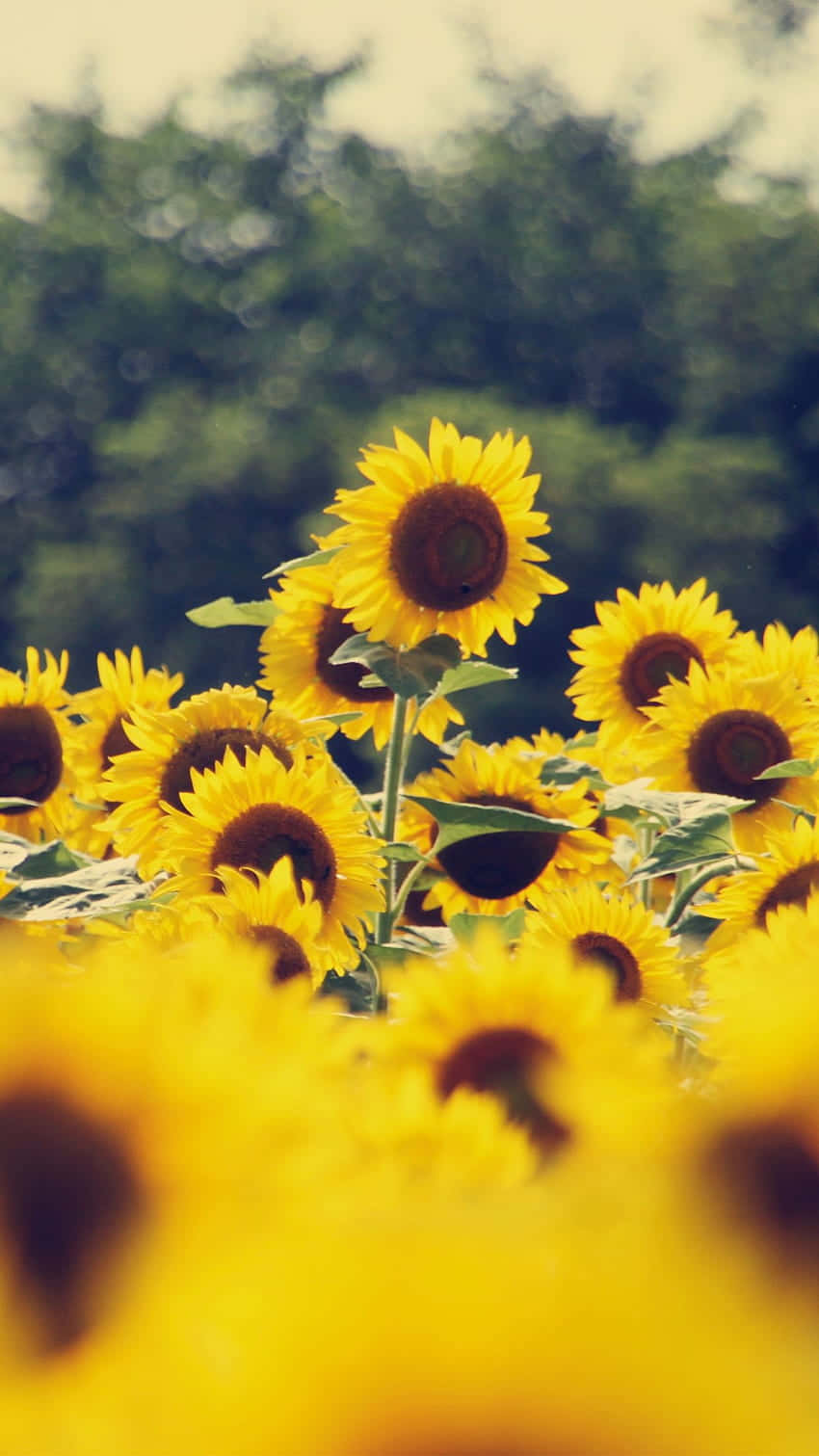 Vintage Sunflower Field Summer Glow Background