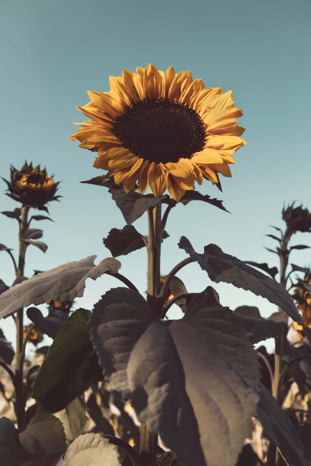 Vintage Sunflower Field Sunset Background
