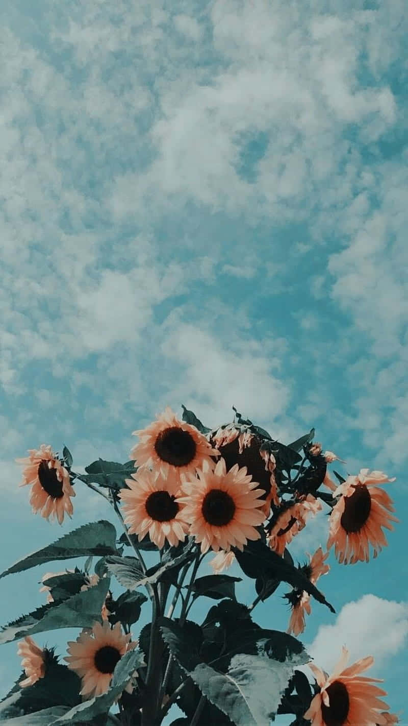 Vintage Sunflower Sky Backdrop Background