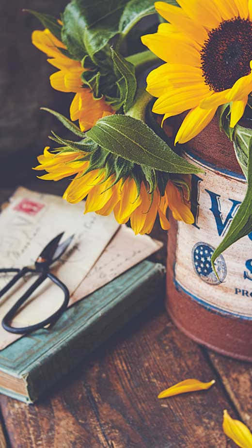 Vintage Sunflower Still Life Background