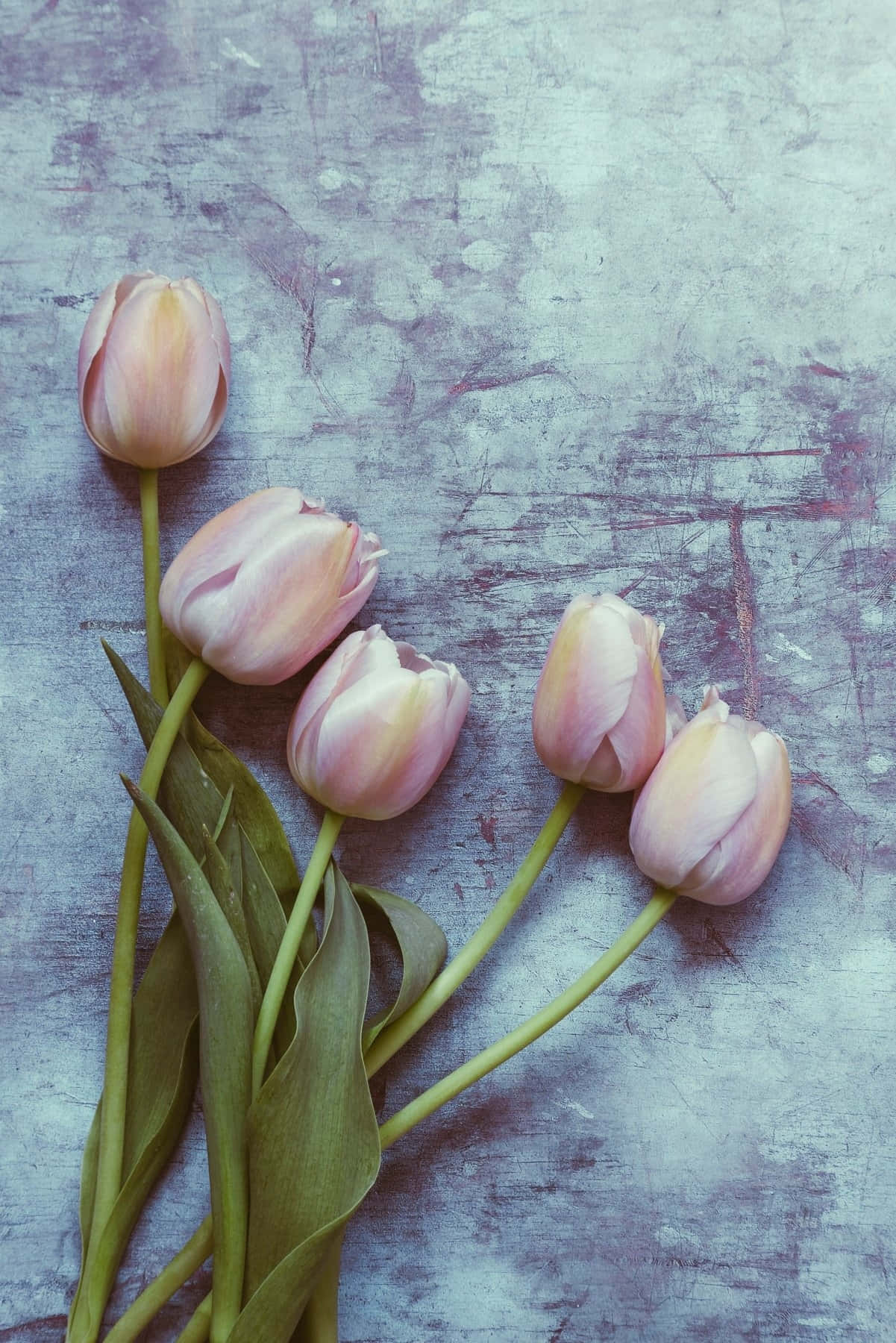 Vintage Tulipson Textured Background Background
