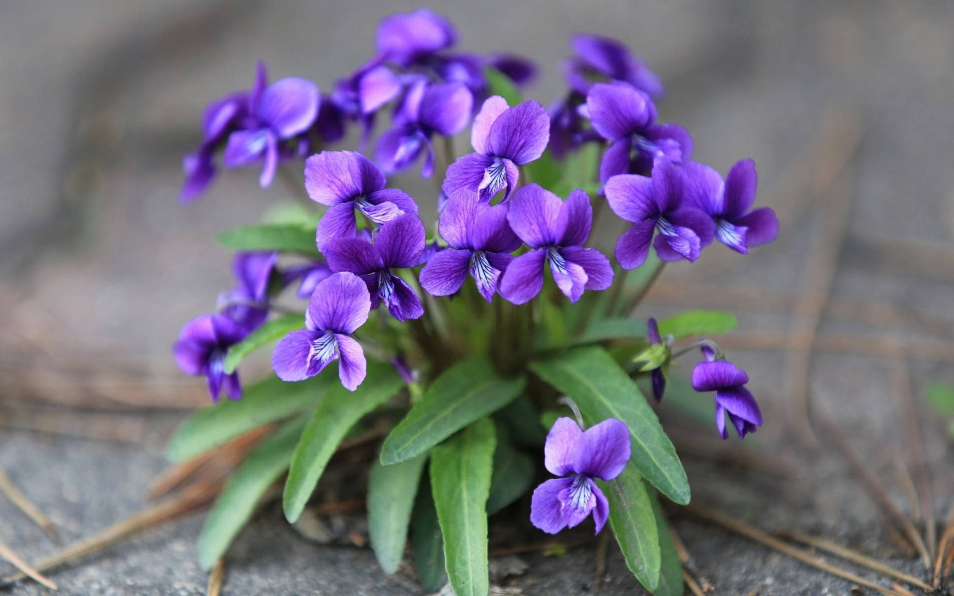 Viola Mandshurica Flowers Background