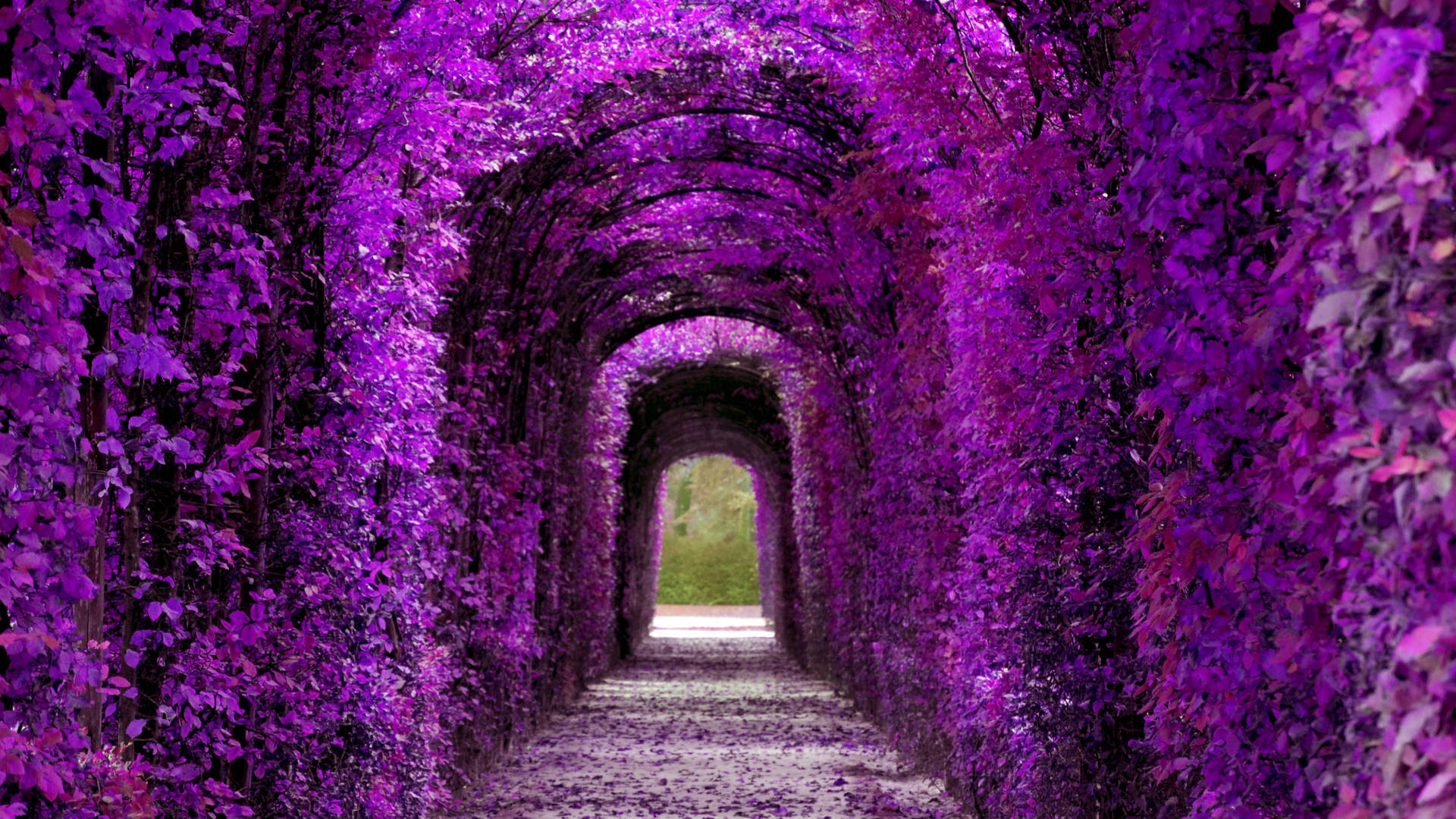 Violet Aesthetic Plant Tunnel Background