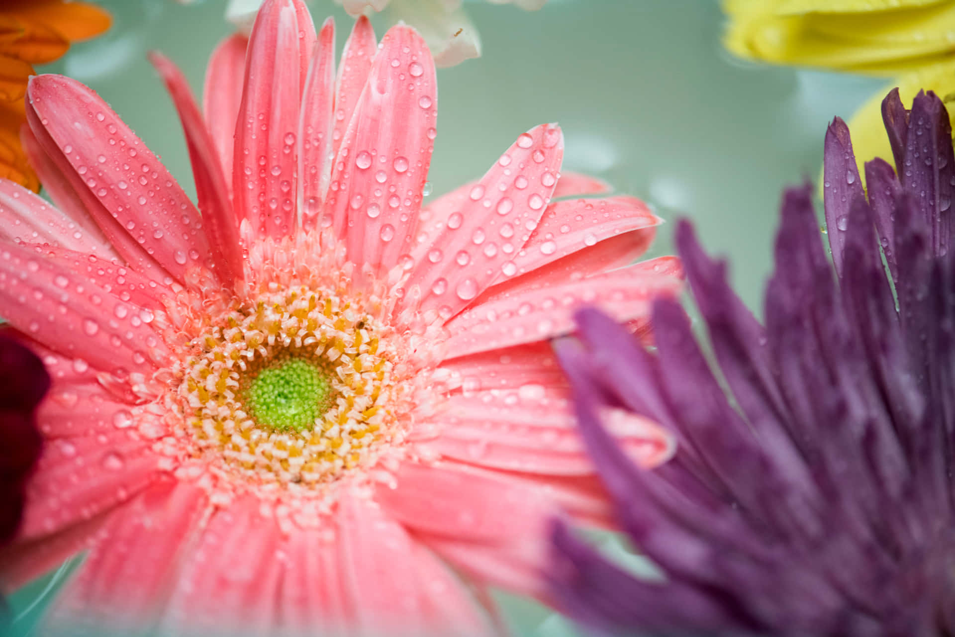 Violet And Pink Colorful Daisies Background