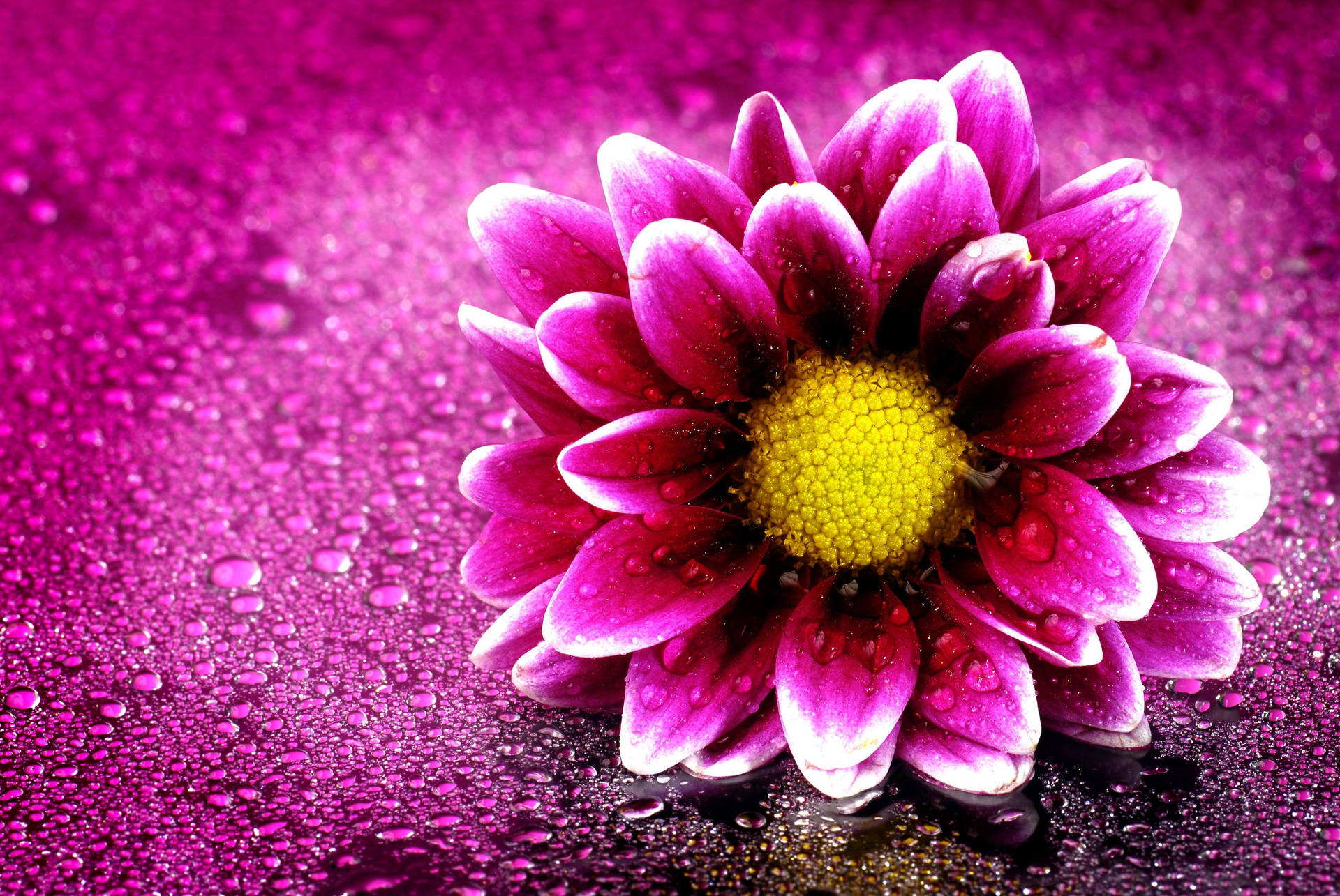 Violet Chrysanthemum Full Screen 4k Flowers