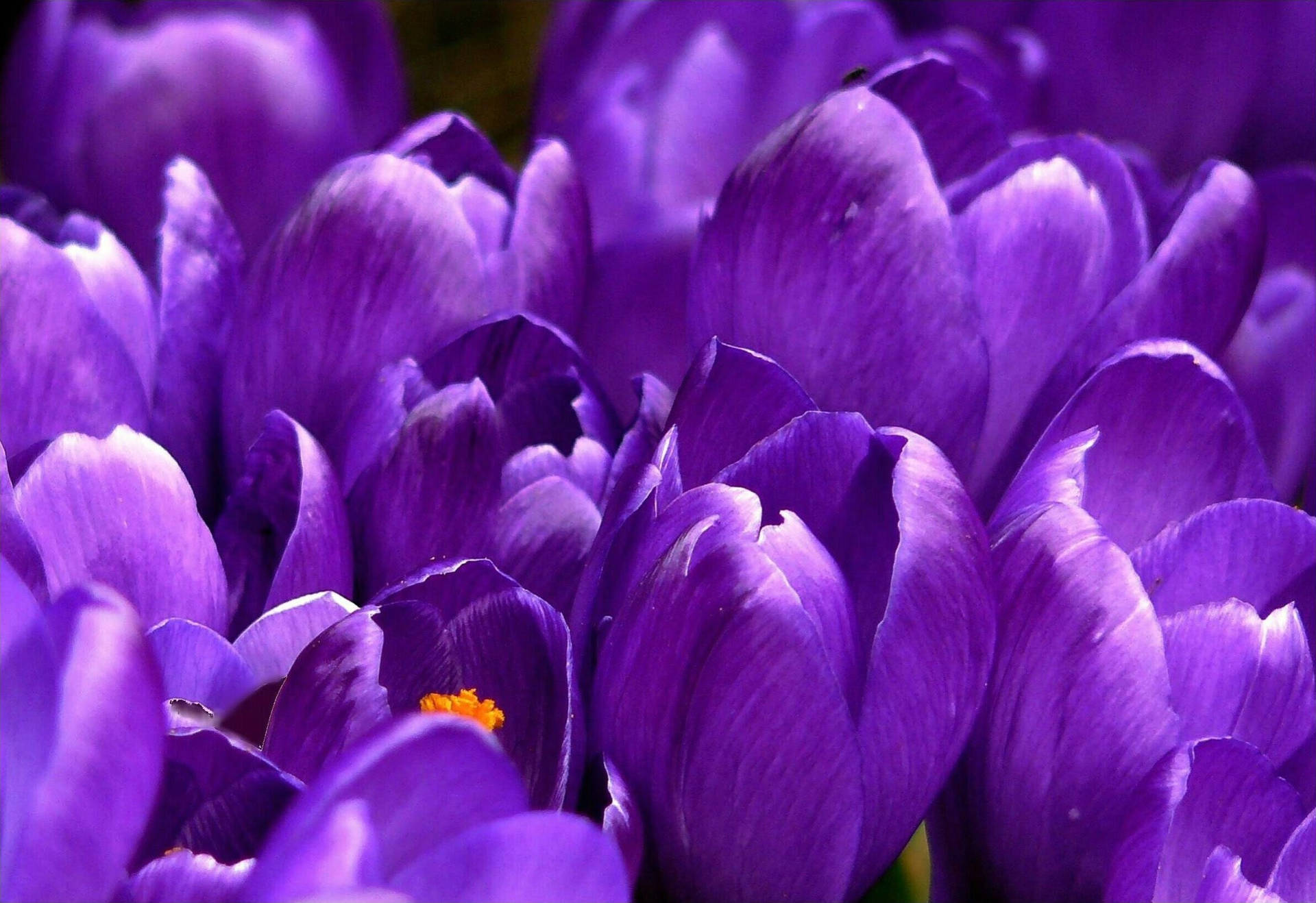 Violet Crocus Flowers Background
