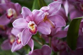 Violet Cymbidium Boat Orchid Background