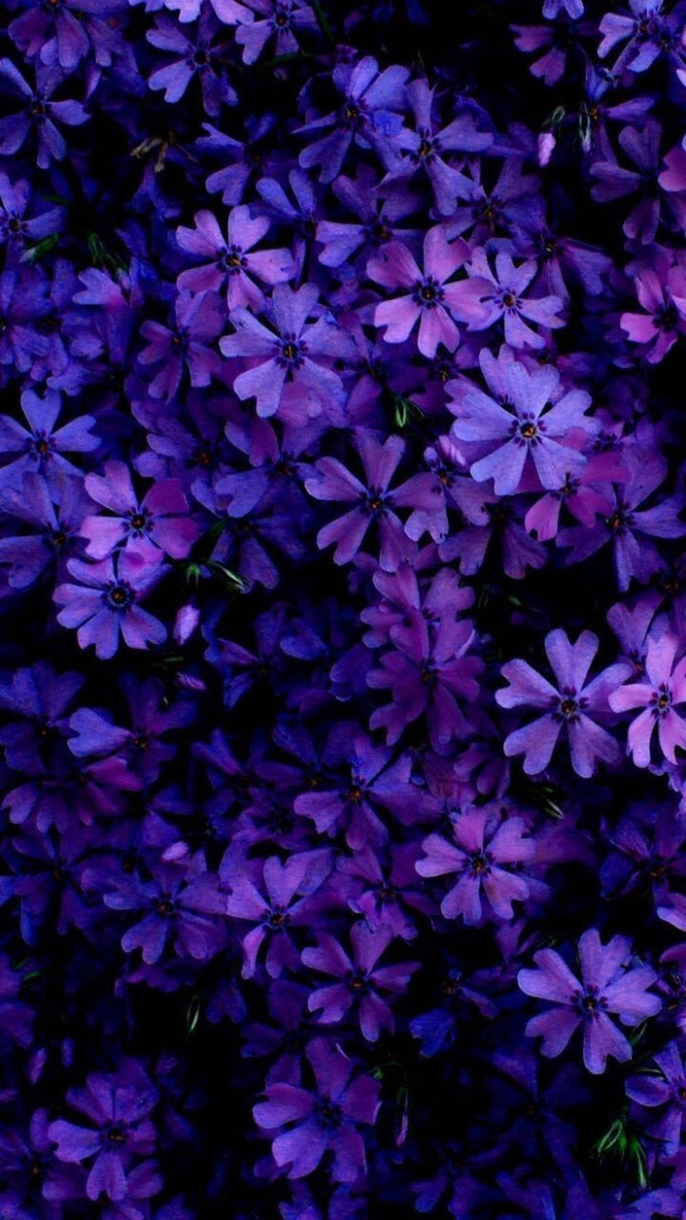 Violet Daisy Flowers Phone Background