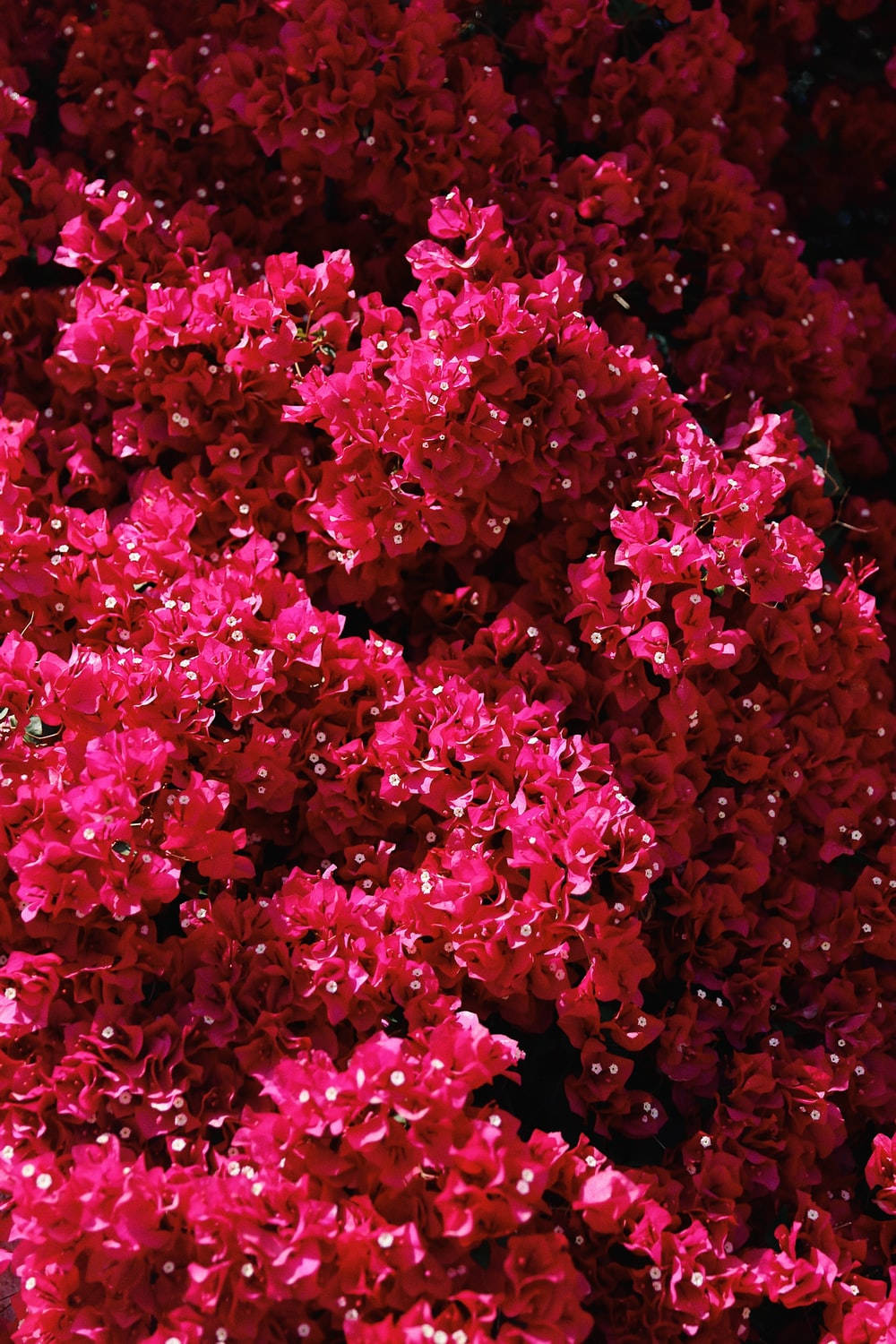 Violet Delight - A Stunning Display Of Bougainvillea Blooming Background