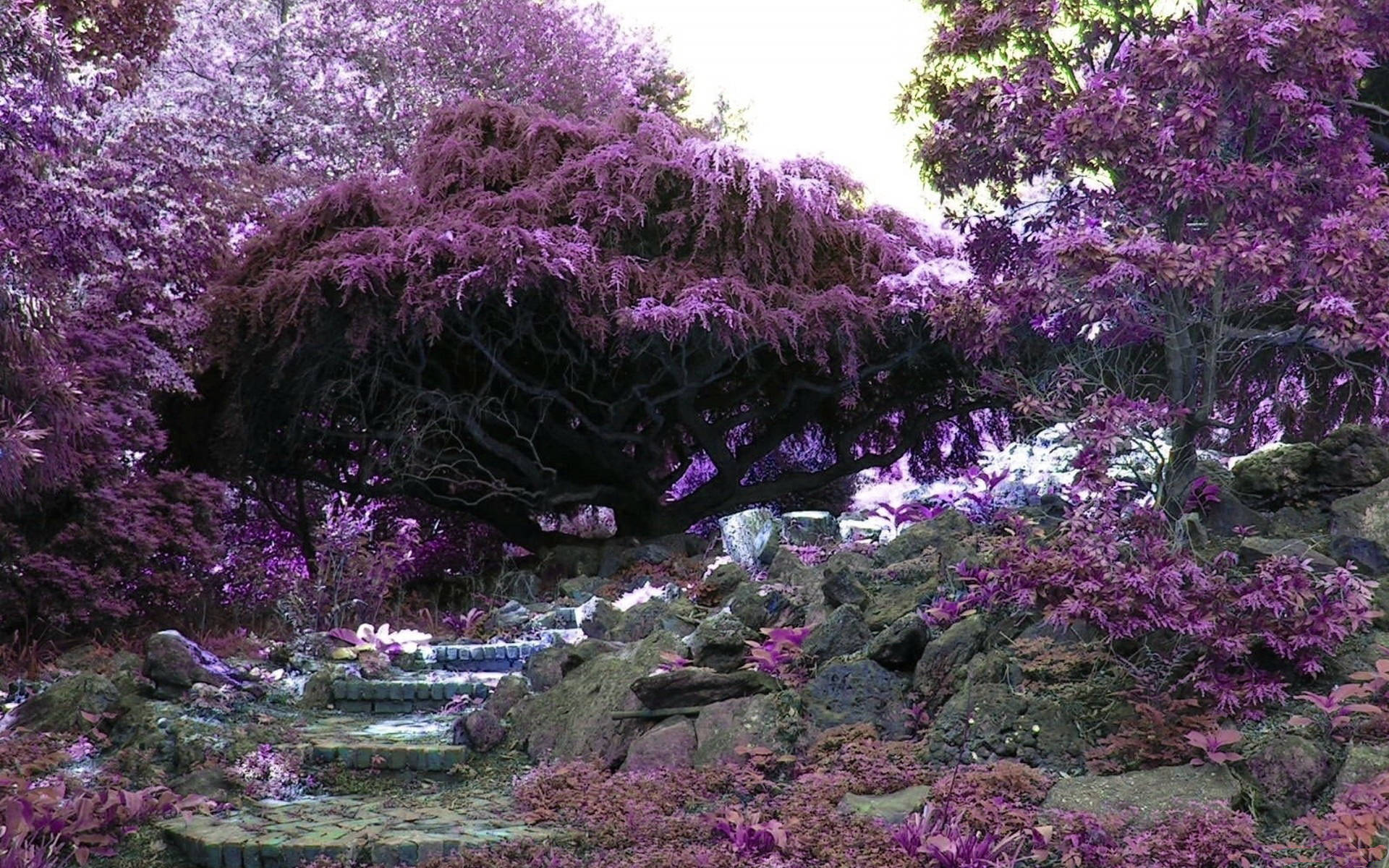 Violet Flower Garden Background