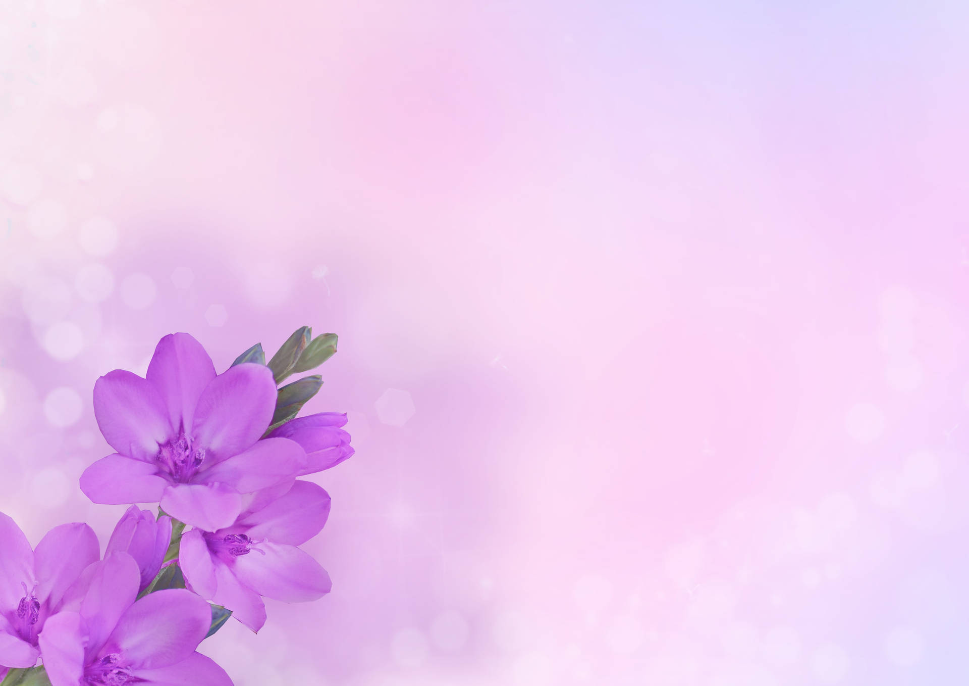 Violet Flower Pastels Aesthetic Computer Background