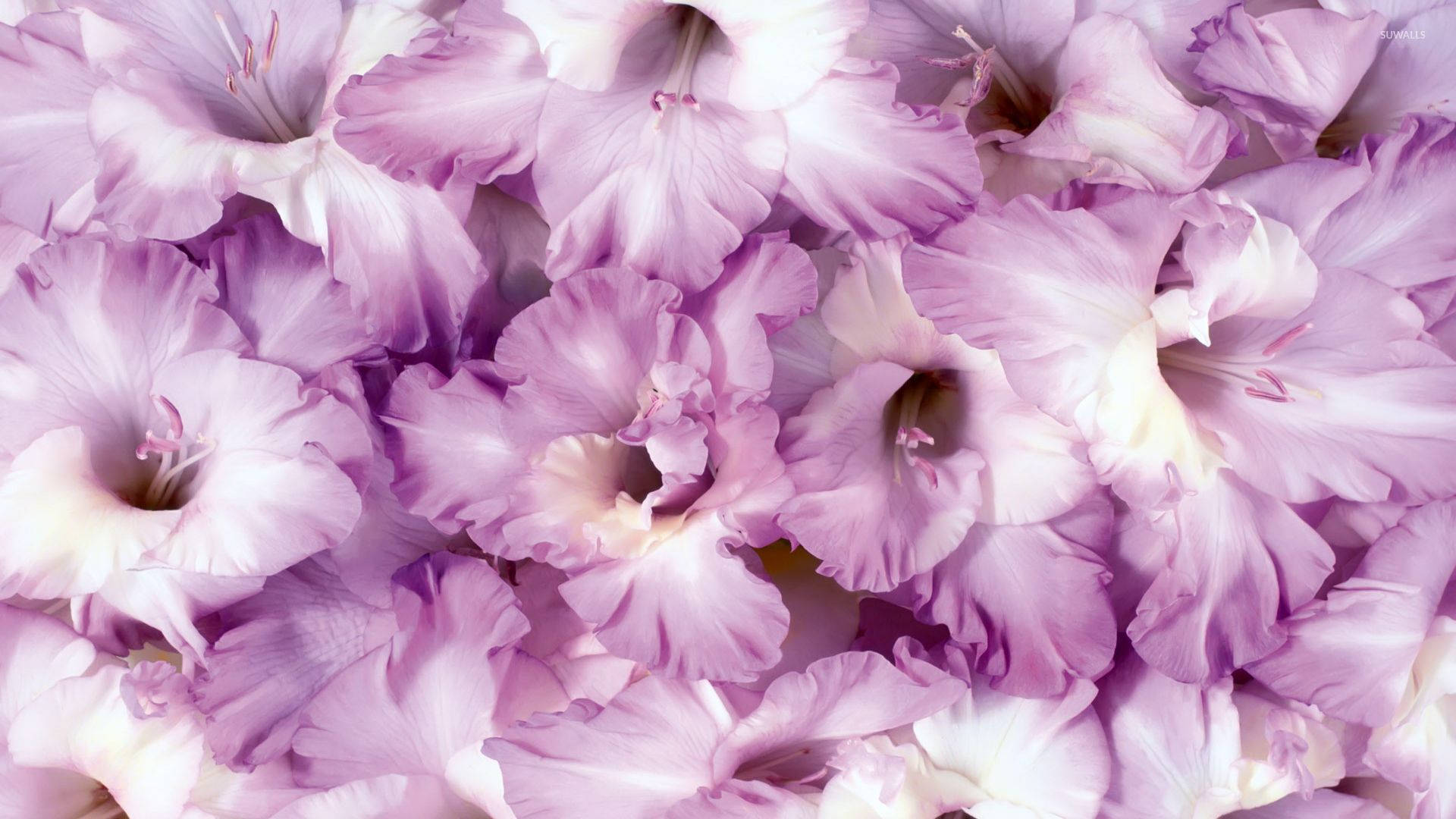 Violet Gladiolus Flowers Background