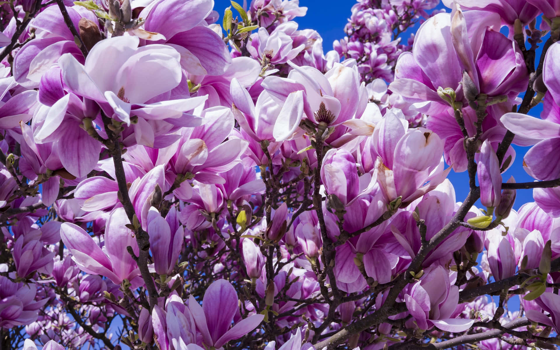 Violet Magnolia Flower Blossom On Branches