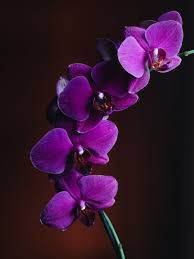 Violet Orchid Flowers Background