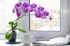 Violet Orchid On Desk Background