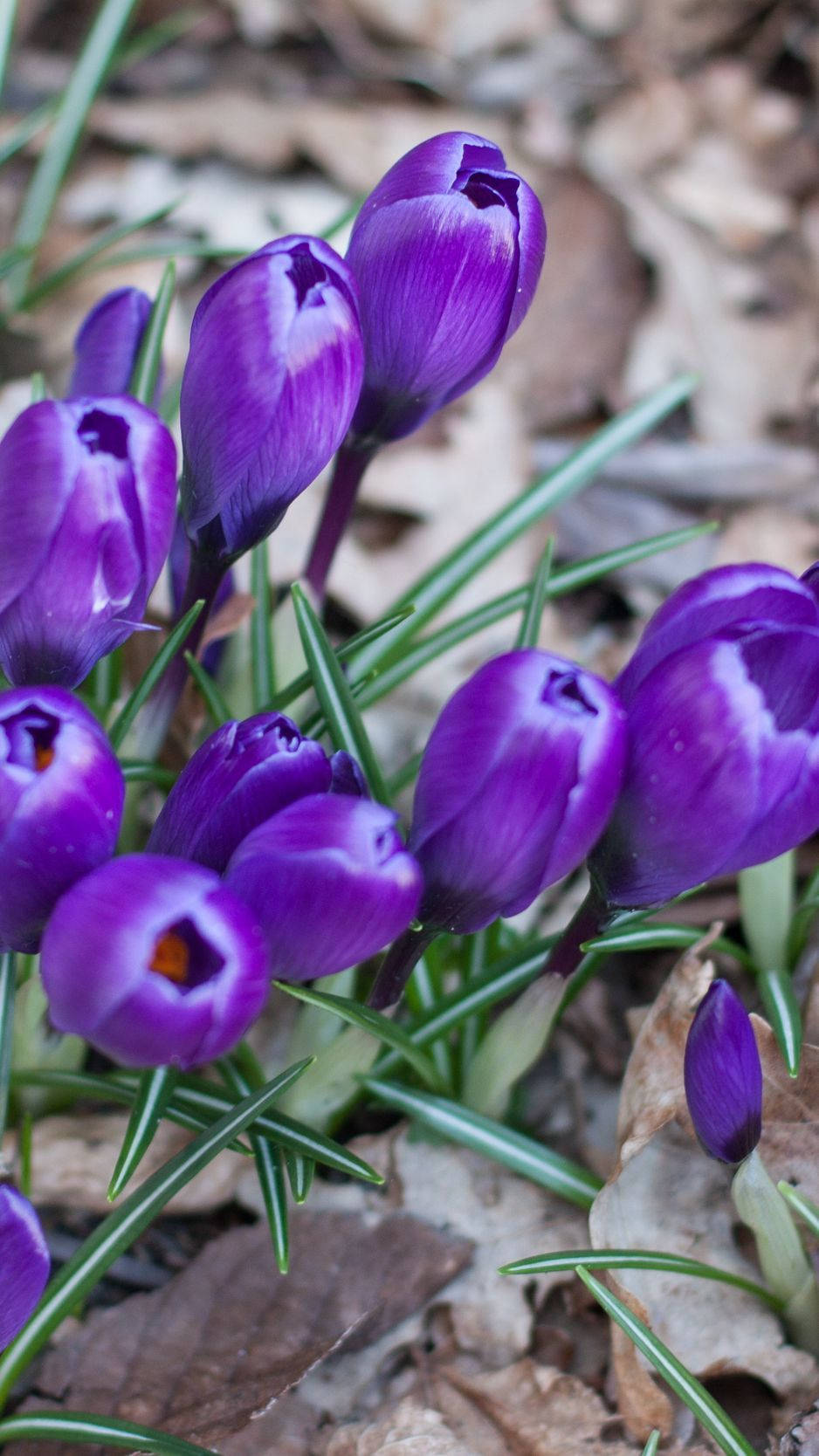 Violet Saffron Crocus Bulbs Background