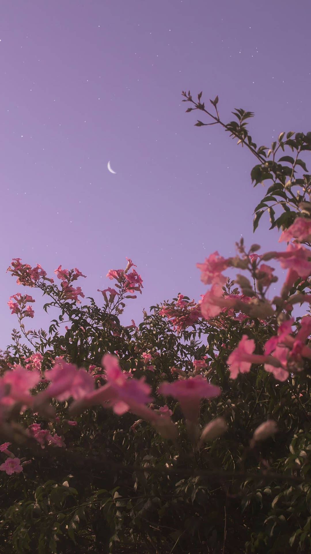 Violet Sky Pink Flowers Aesthetic Background