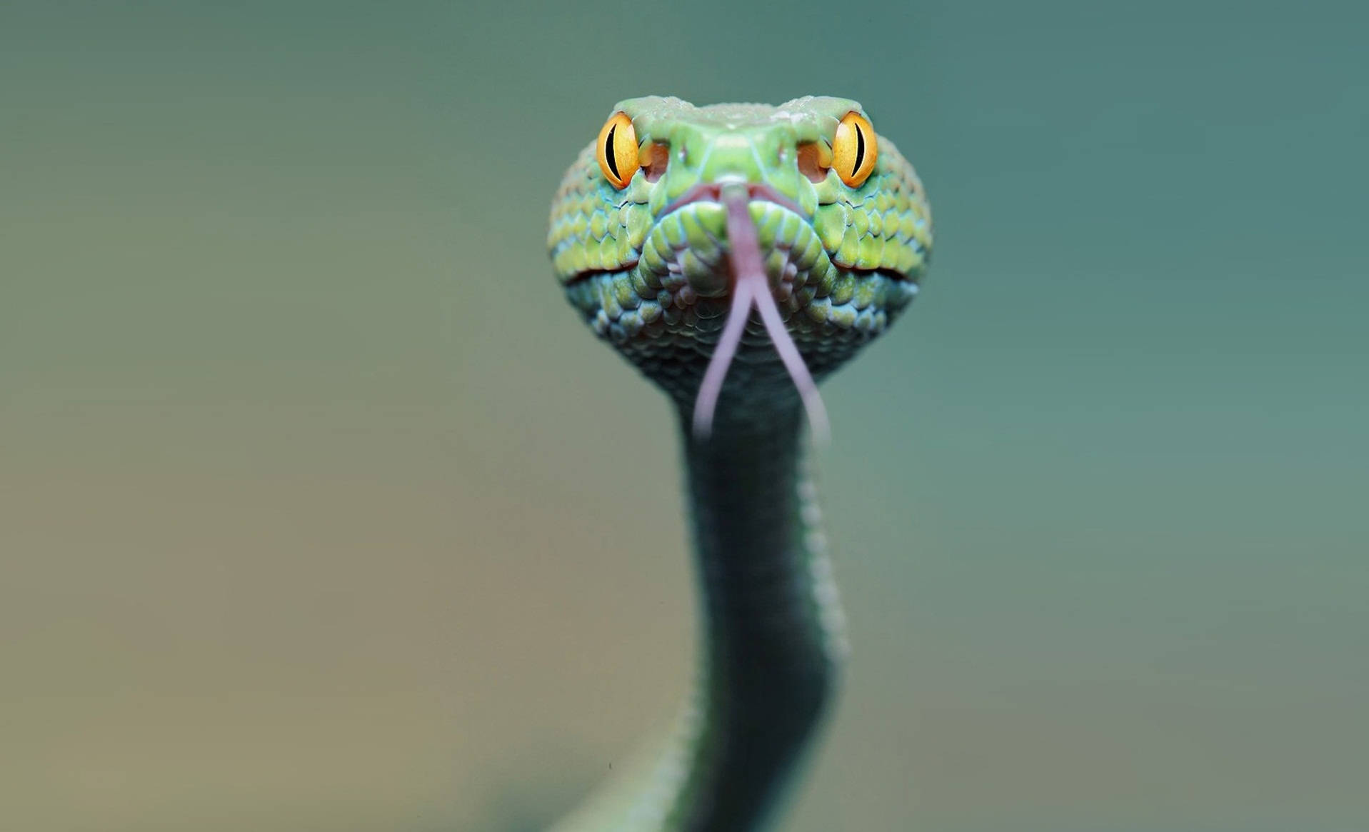Viper Snake Flicking Tongue Background