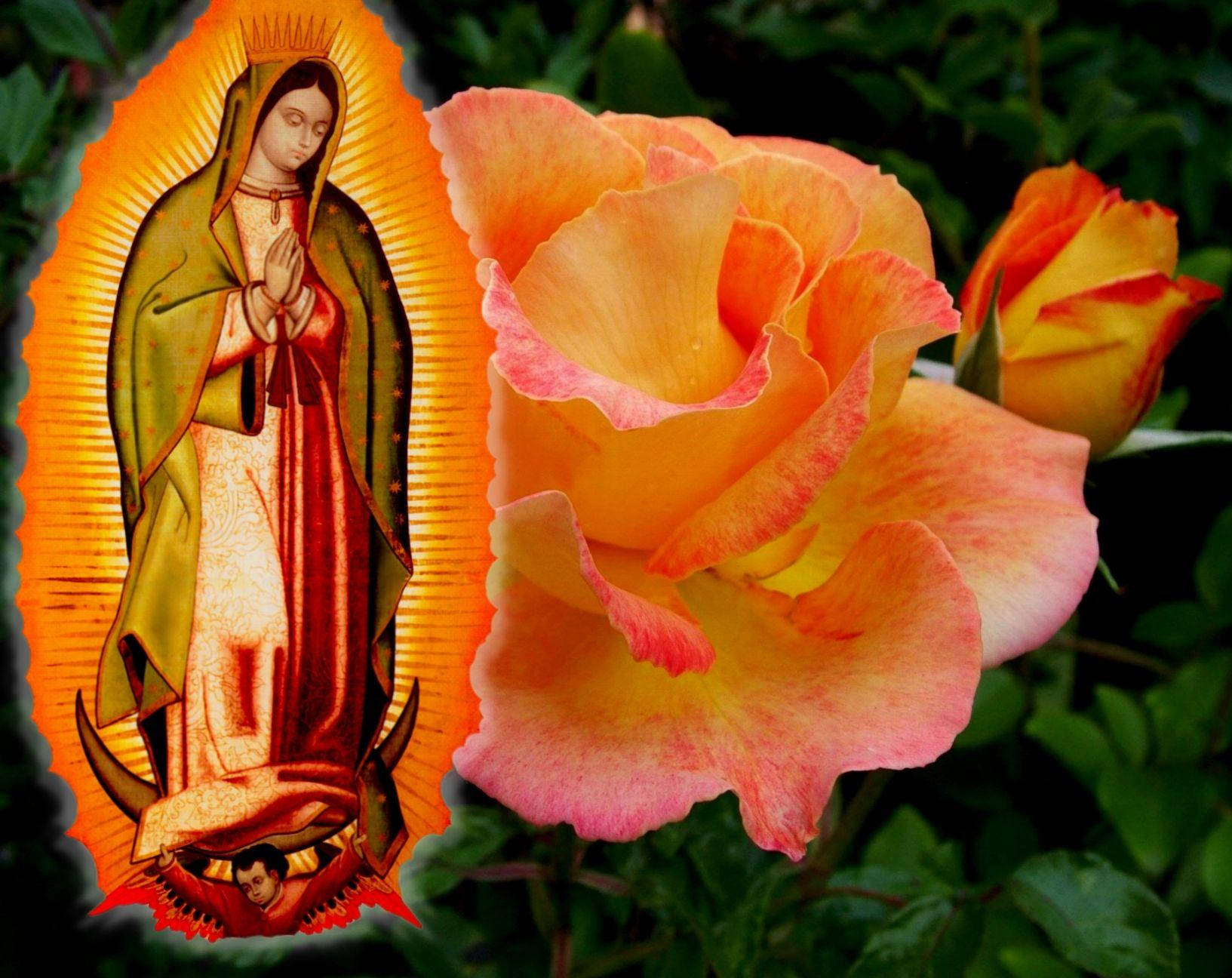 Virgen De Guadalupe Orange Rose Background