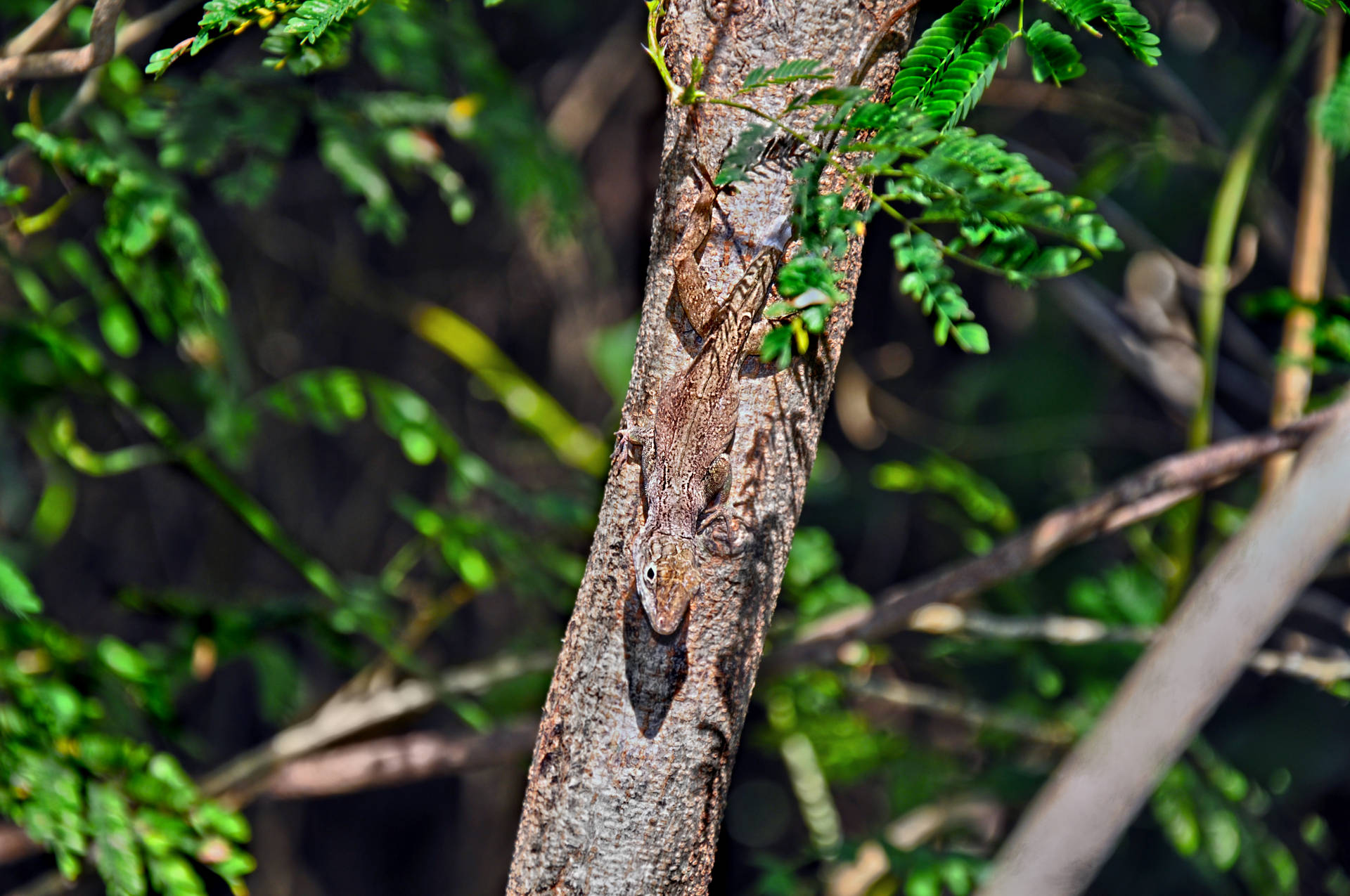 Virgin Islands Forest Lizard Background