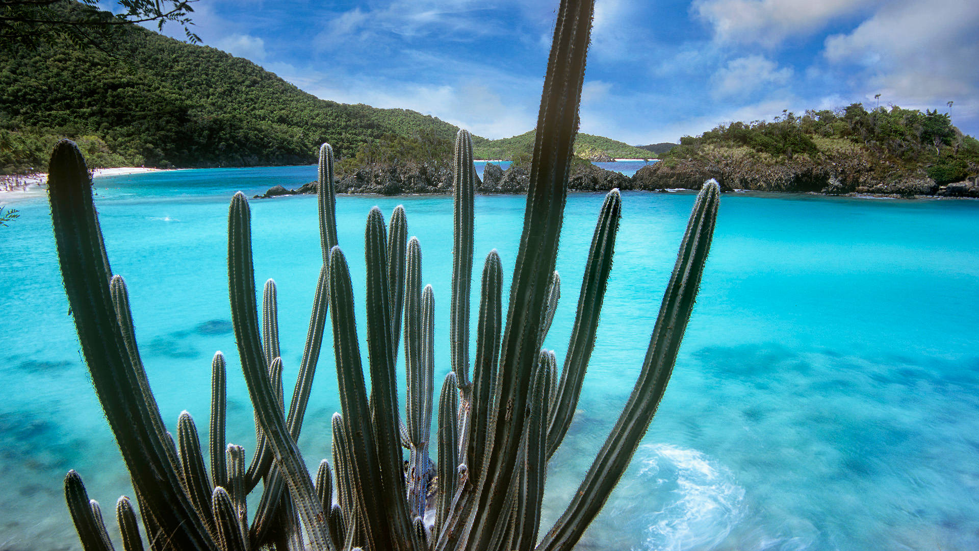 Virgin Islands National Park Cactus Background