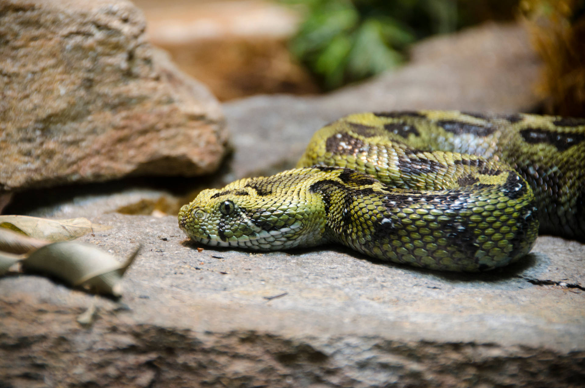 Virginia Ethiopian Mountain Viper Stones