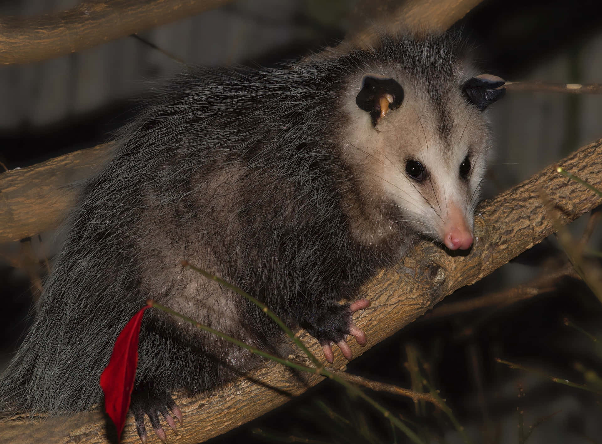 Virginia_ Opossum_on_ Branch