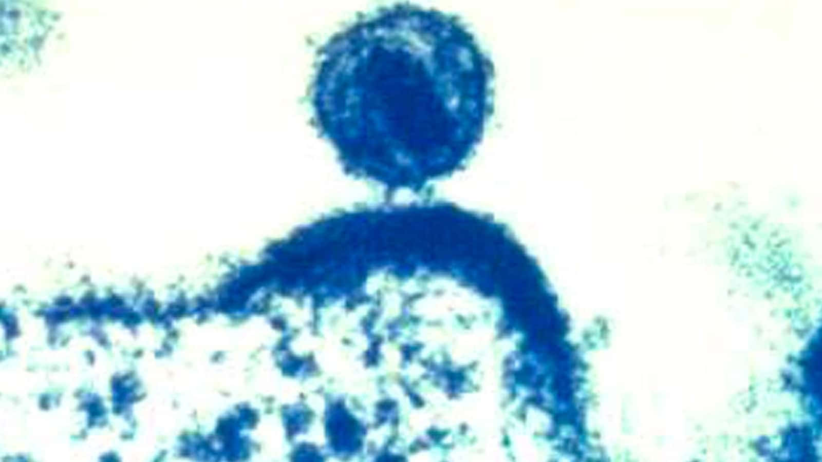 Virulent Blue Bacteria In Human Body Background