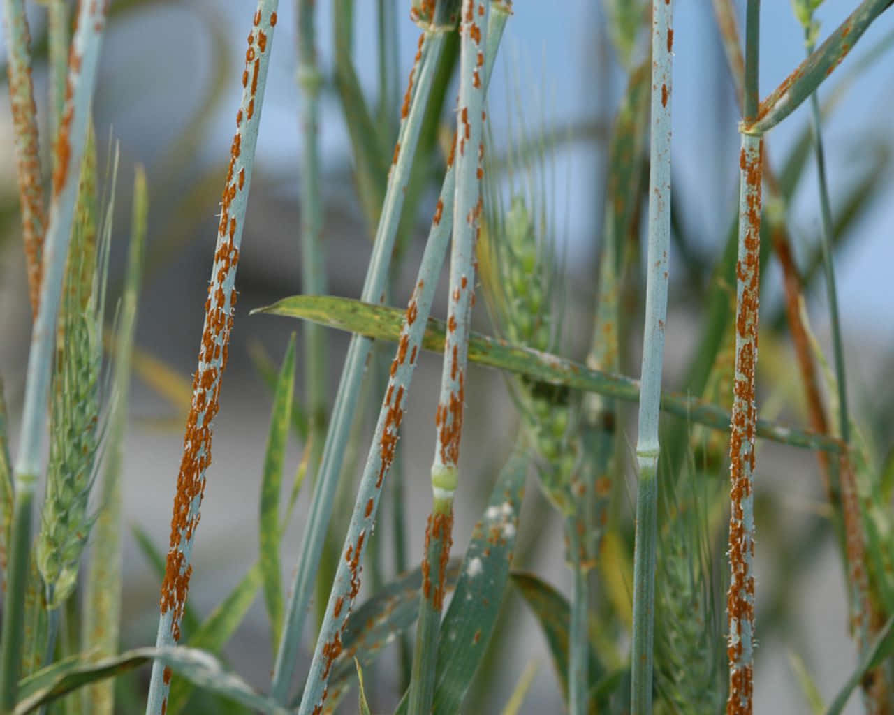 Virulent Effect Of The Rusts On Wheats Background