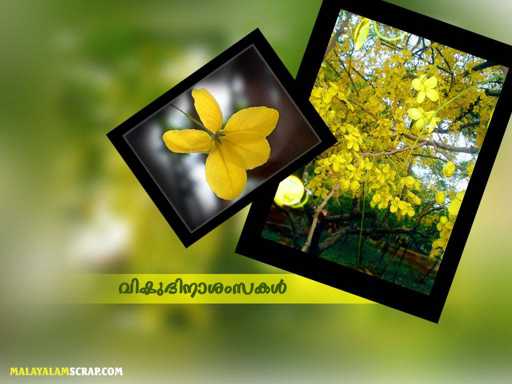 Vishu Festivity Kanikonna Flowers