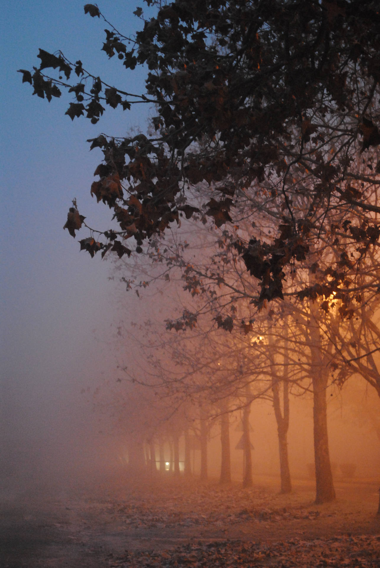 Visible Foggy Tree Line