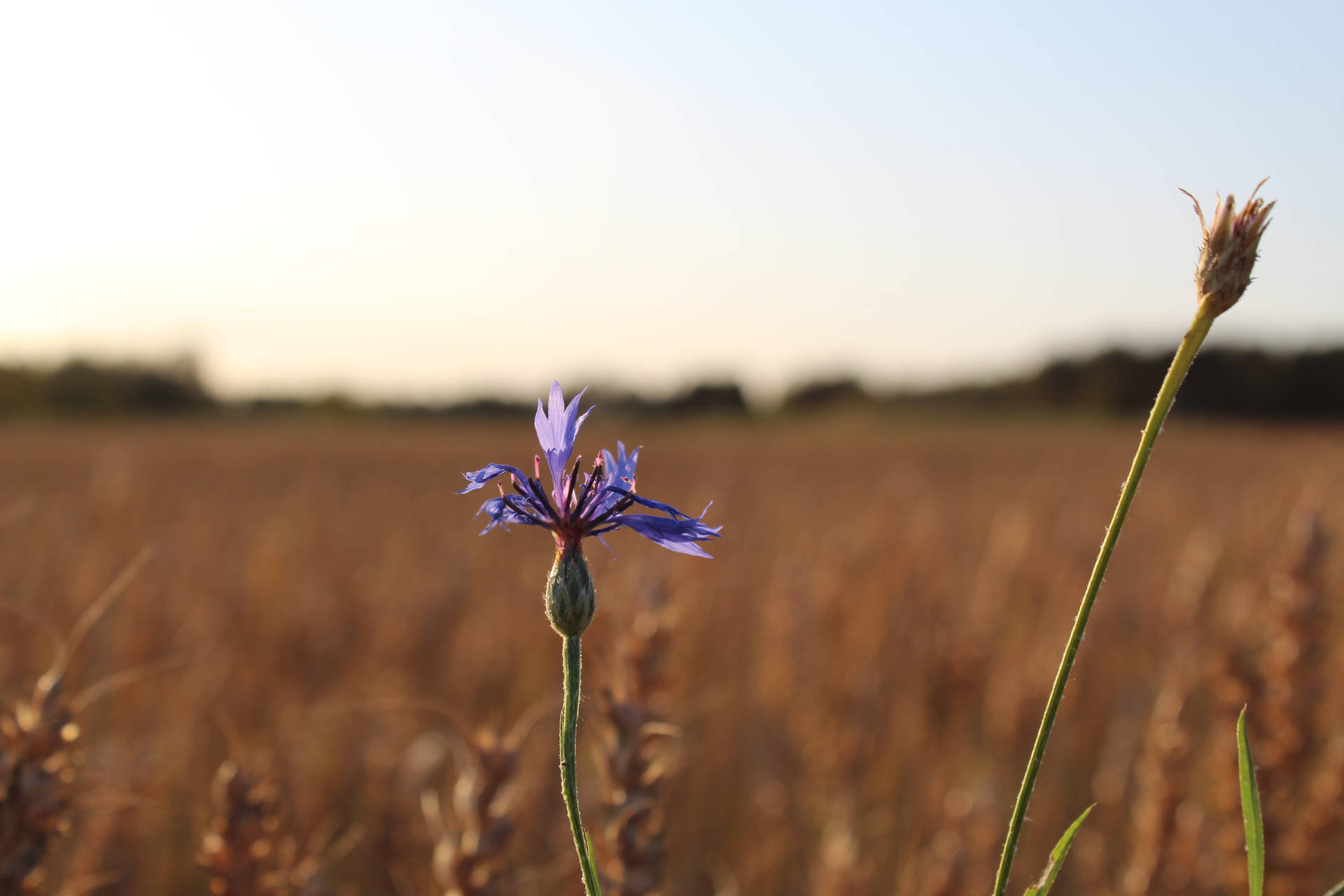 Visible Purple Flower Background