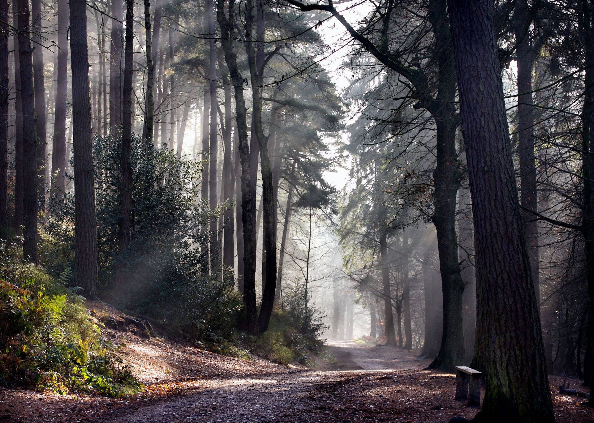 Visible Sunlight In Woods Background