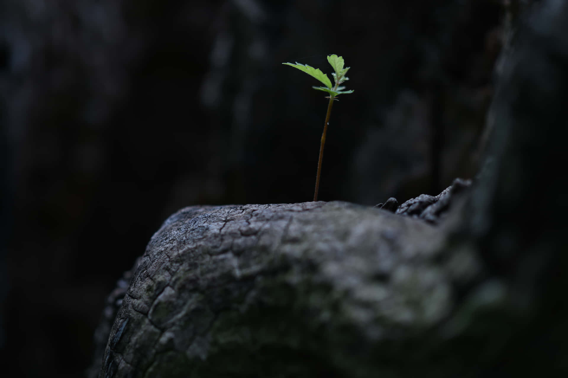 Vital Green Leaf Sprouting Background