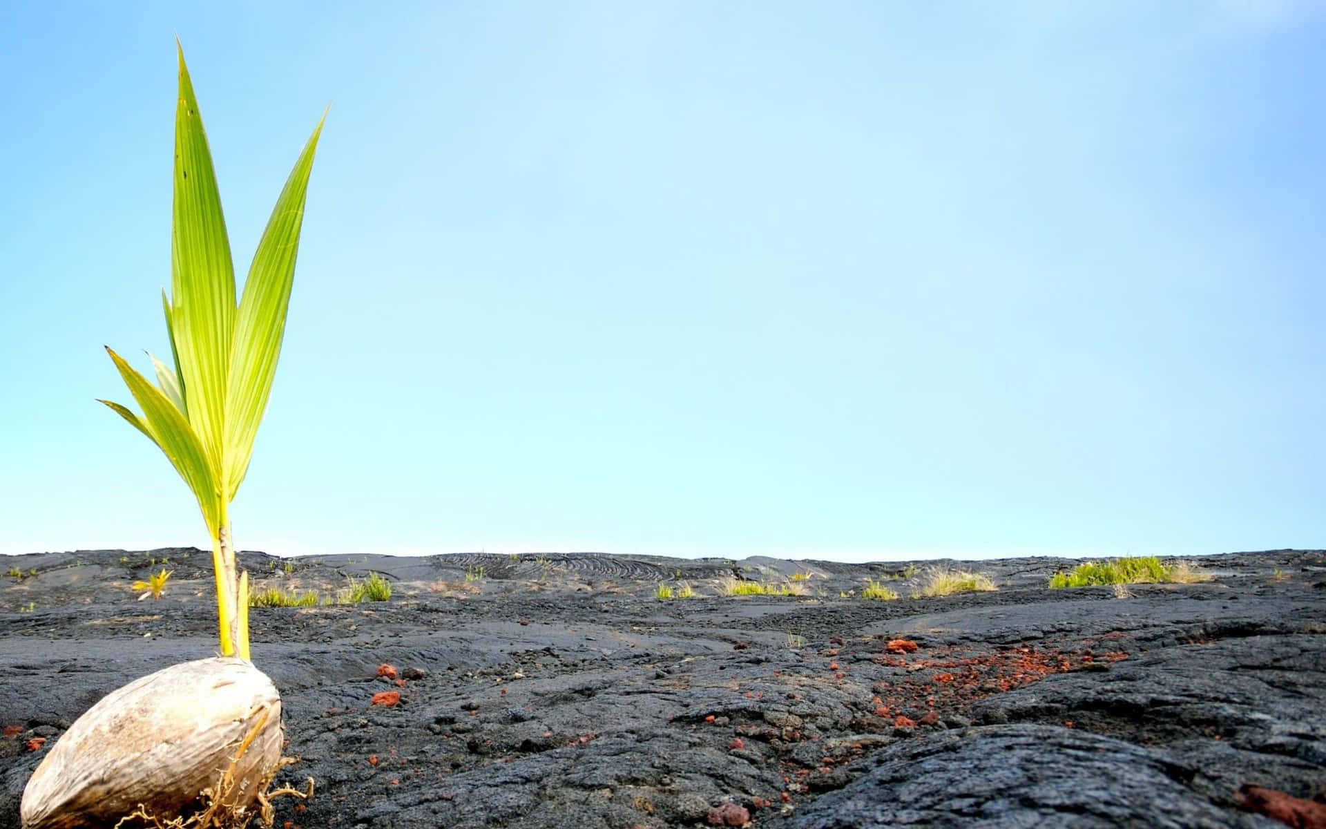 Vital Leaf Resting On A Rock Background