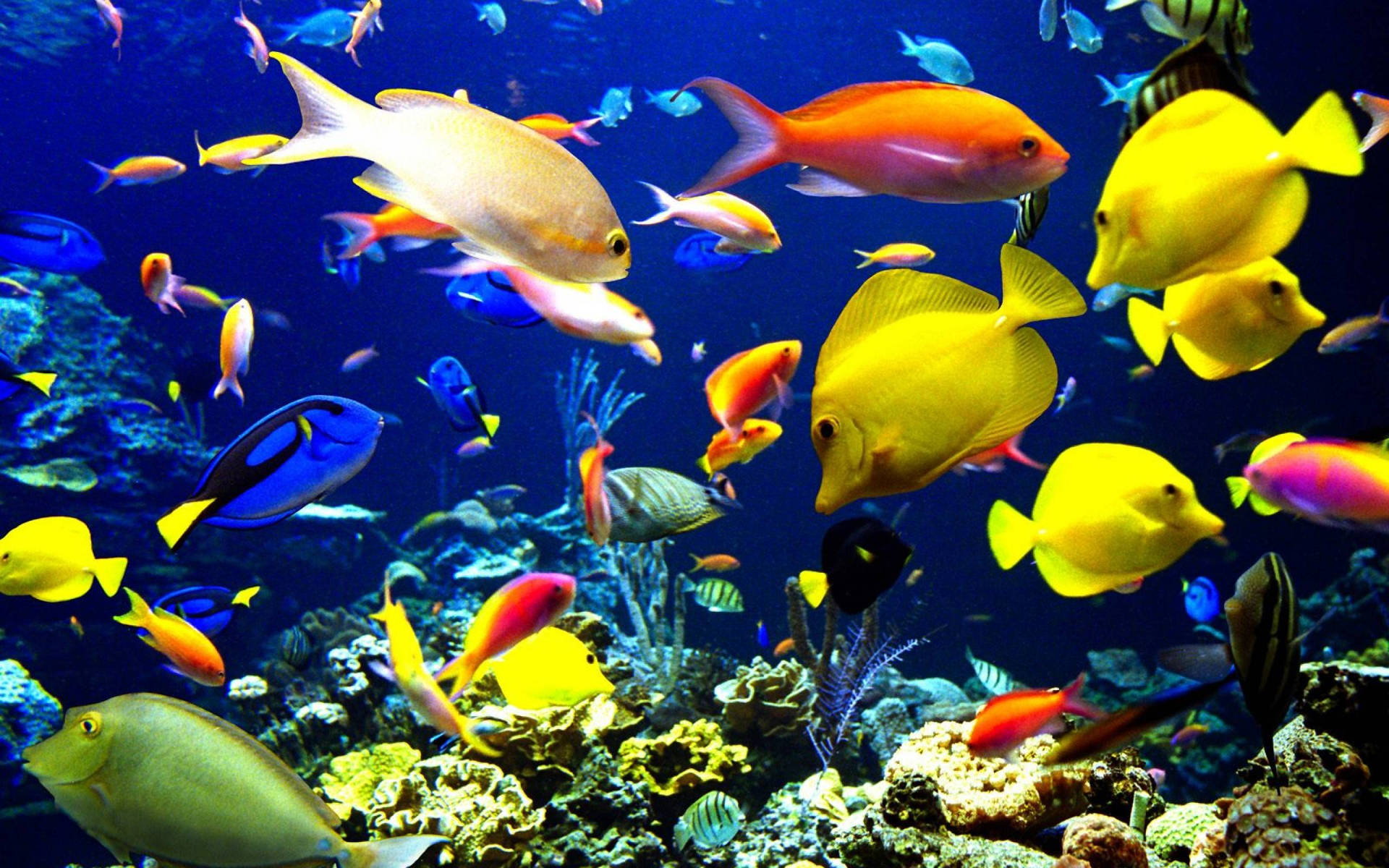 Vivid Cool Fishes Background