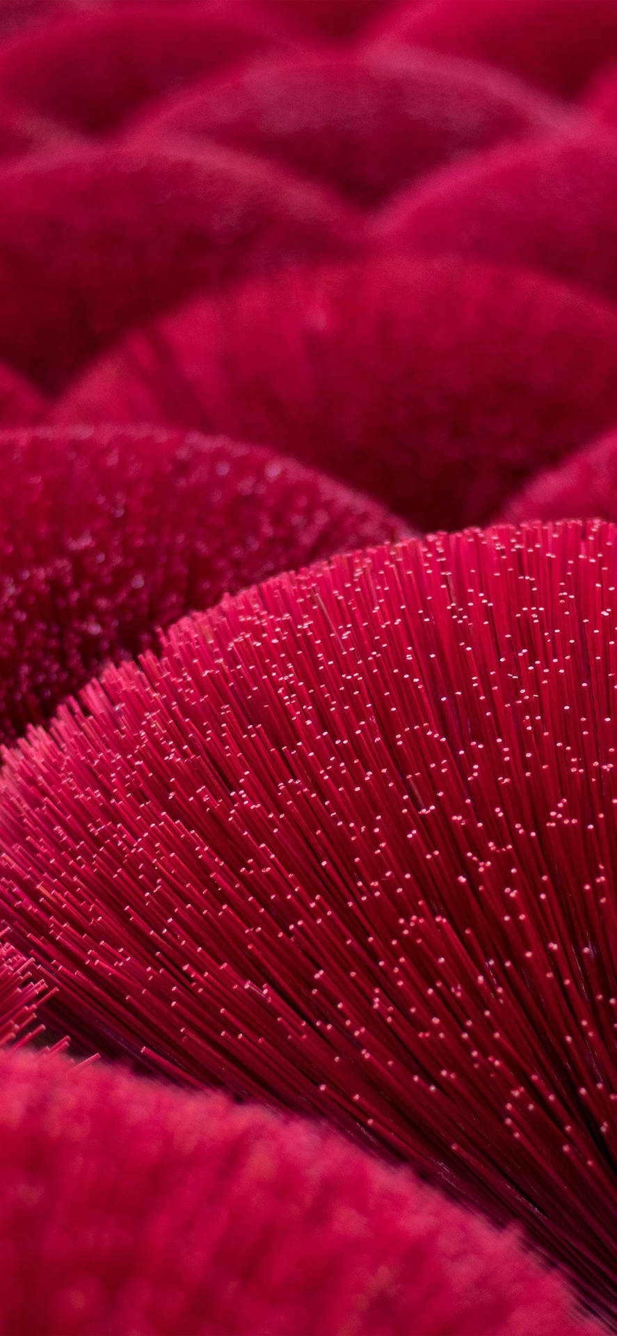 Vivid Crimson Flowers In Bloom Background