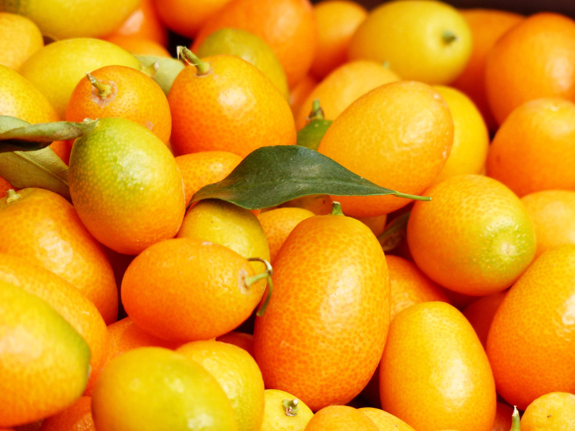 Vivid Kumquat Fruits Close Up Shot