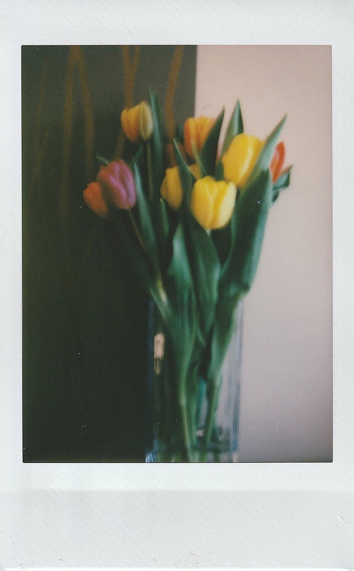 Vivid Polaroid Shot Of Spring Tulips Background
