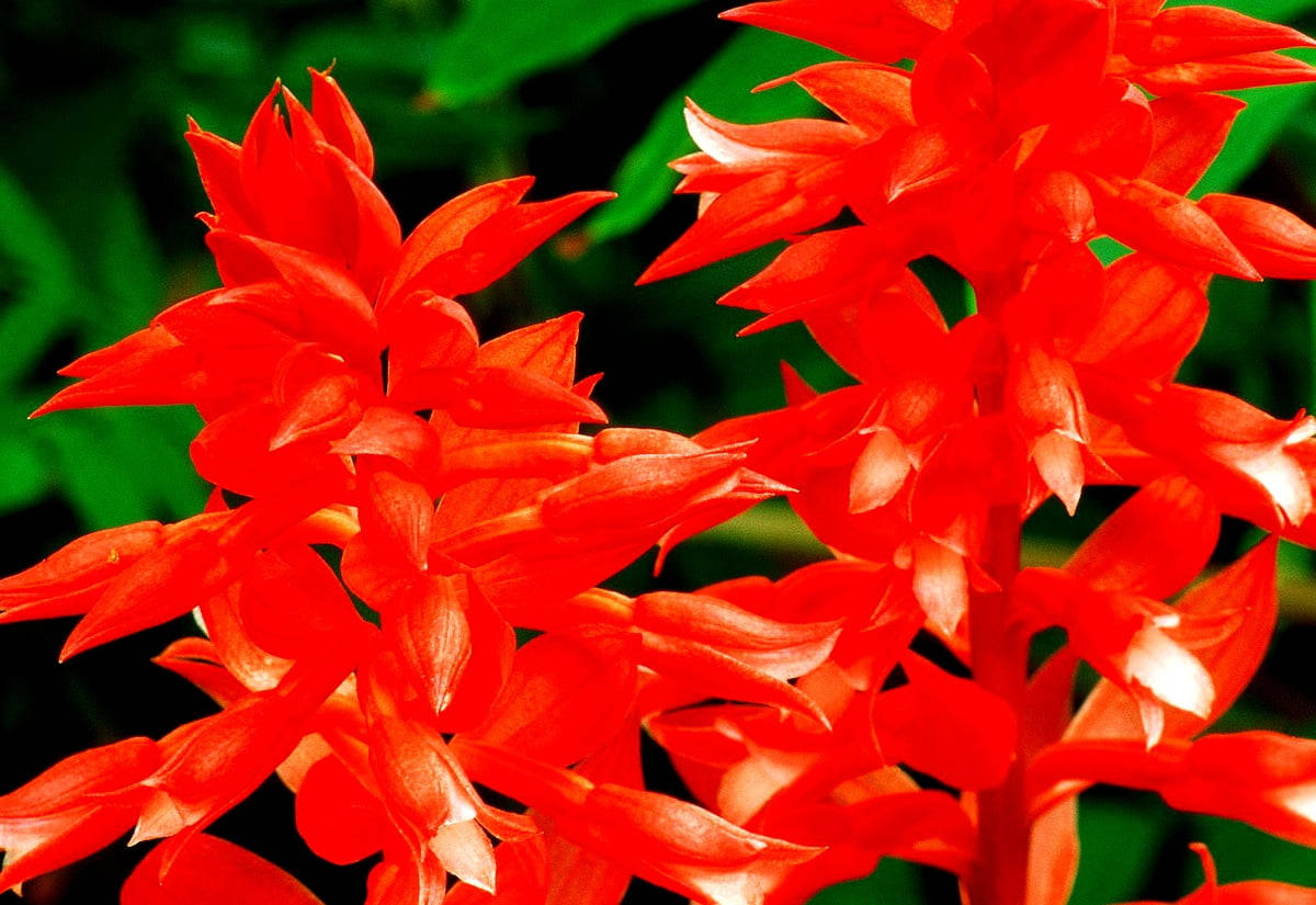 Vivid Red Gladiolus Flowers