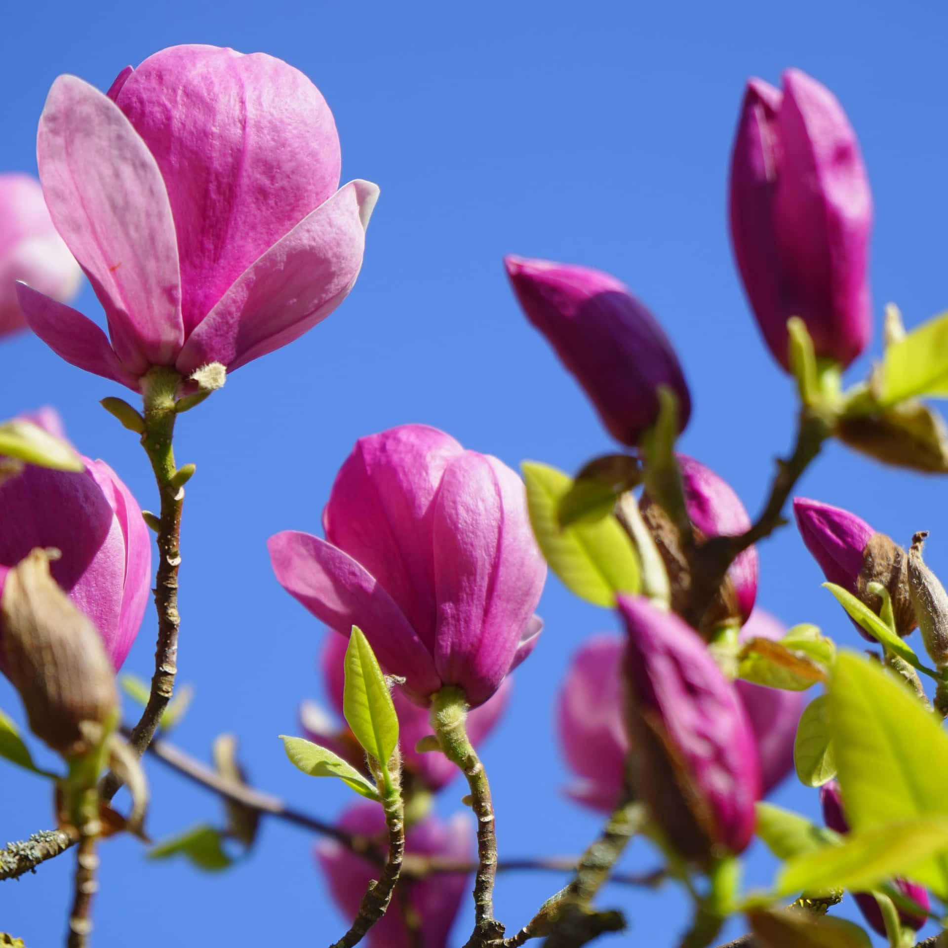 Vivid Violet Magnolia In Full Bloom Background